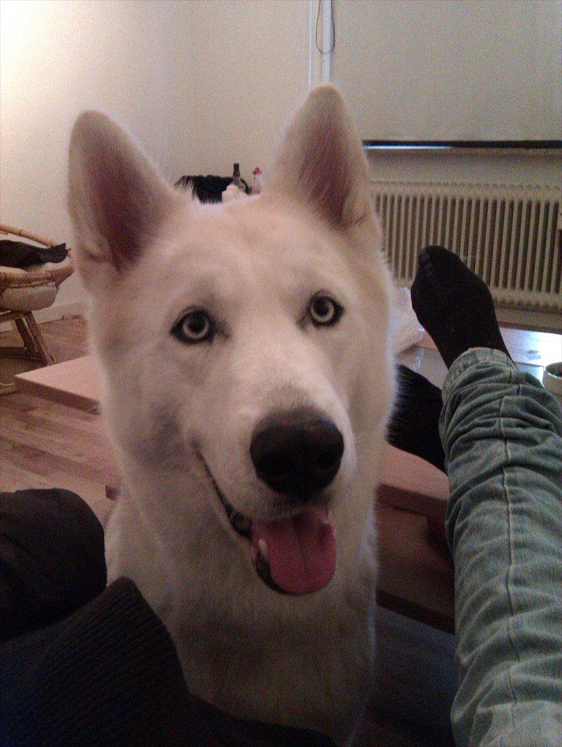 Siberian husky Novo billede 8