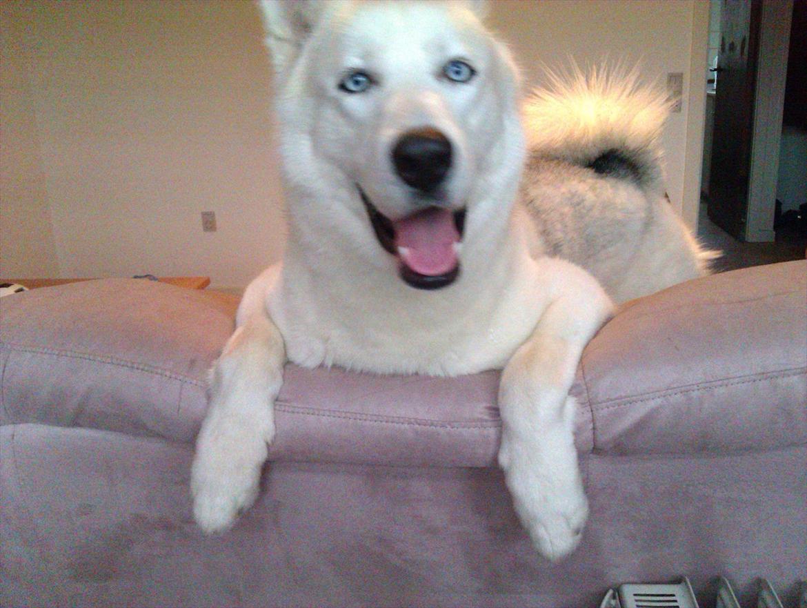 Siberian husky Novo billede 9