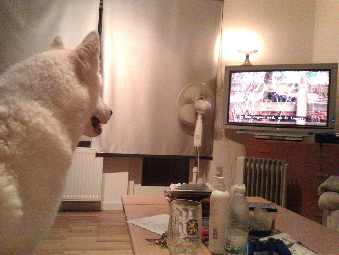 Siberian husky Novo billede 10