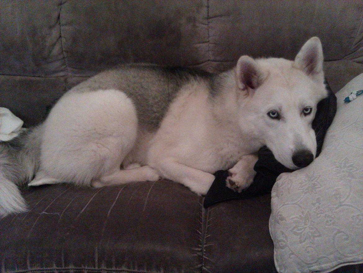 Siberian husky Novo billede 11