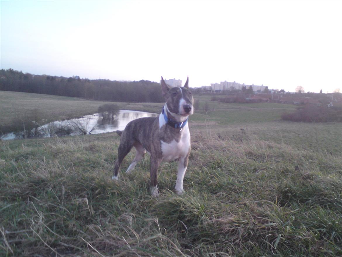 Bullterrier miniature Louie billede 3