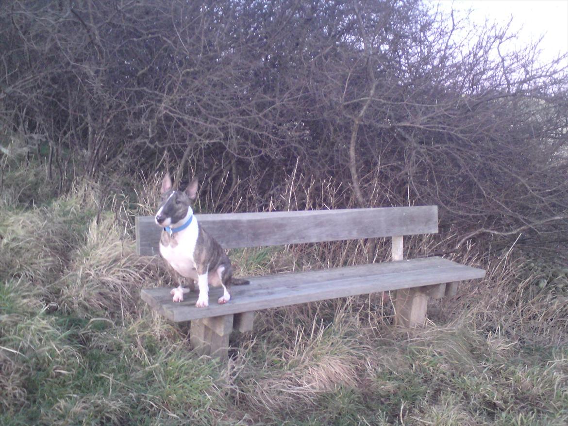 Bullterrier miniature Louie billede 4