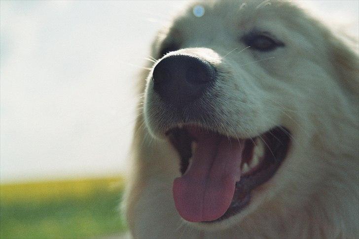 Blanding af racer Bjørn billede 2