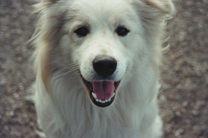 Blanding af racer Bjørn billede 1