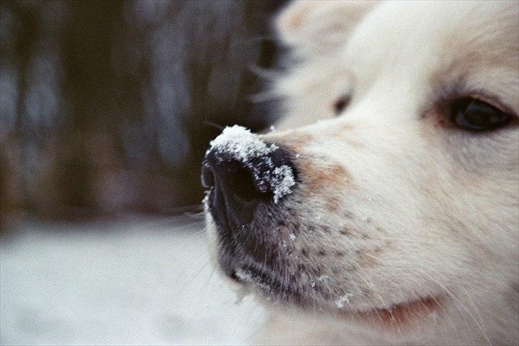 Blanding af racer Bjørn billede 17