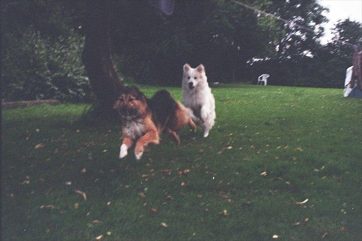 Blanding af racer Bjørn billede 18