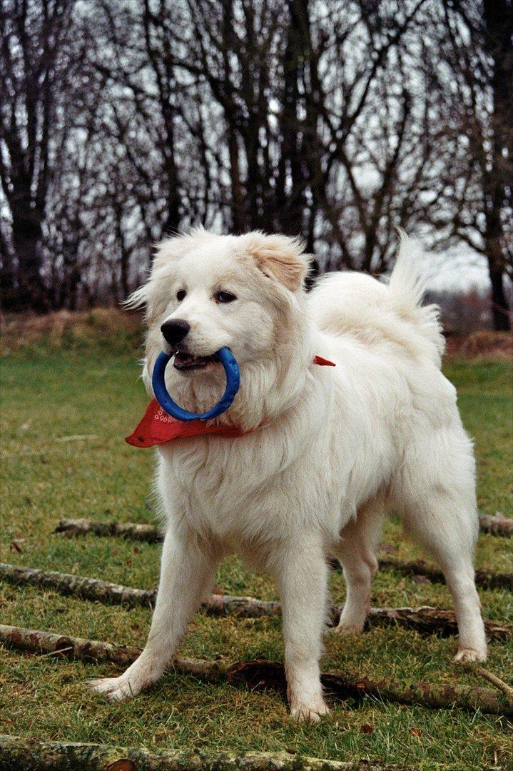 Blanding af racer Bjørn billede 19