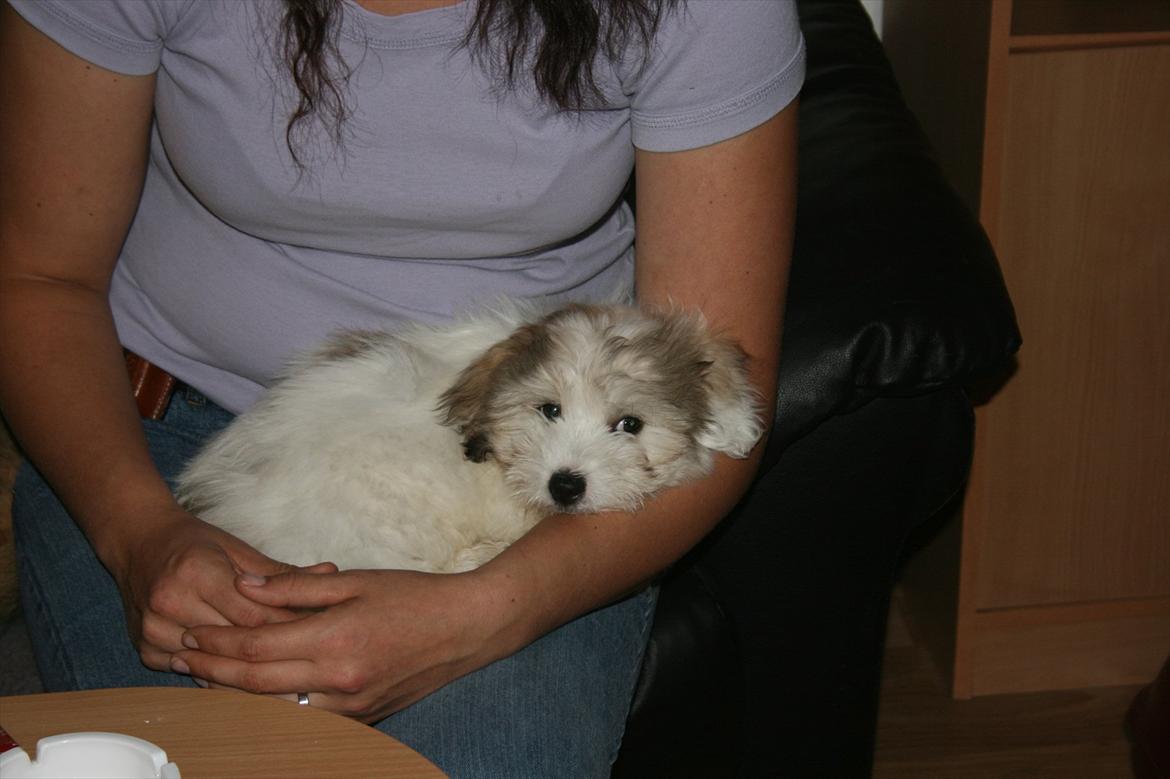 Coton de tulear Balou |Terroristen| billede 14