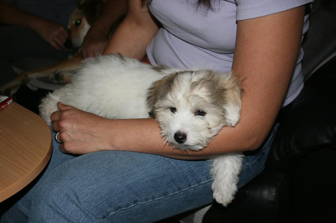 Coton de tulear Balou |Terroristen| billede 16