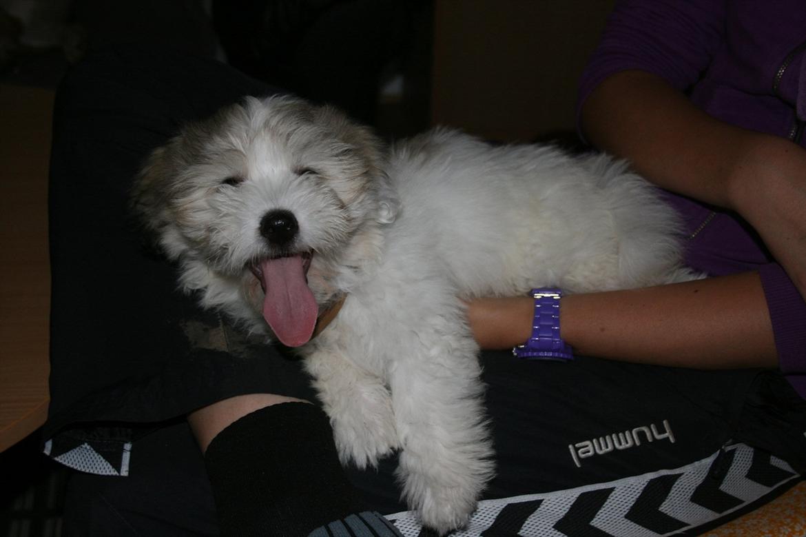 Coton de tulear Balou |Terroristen| billede 4