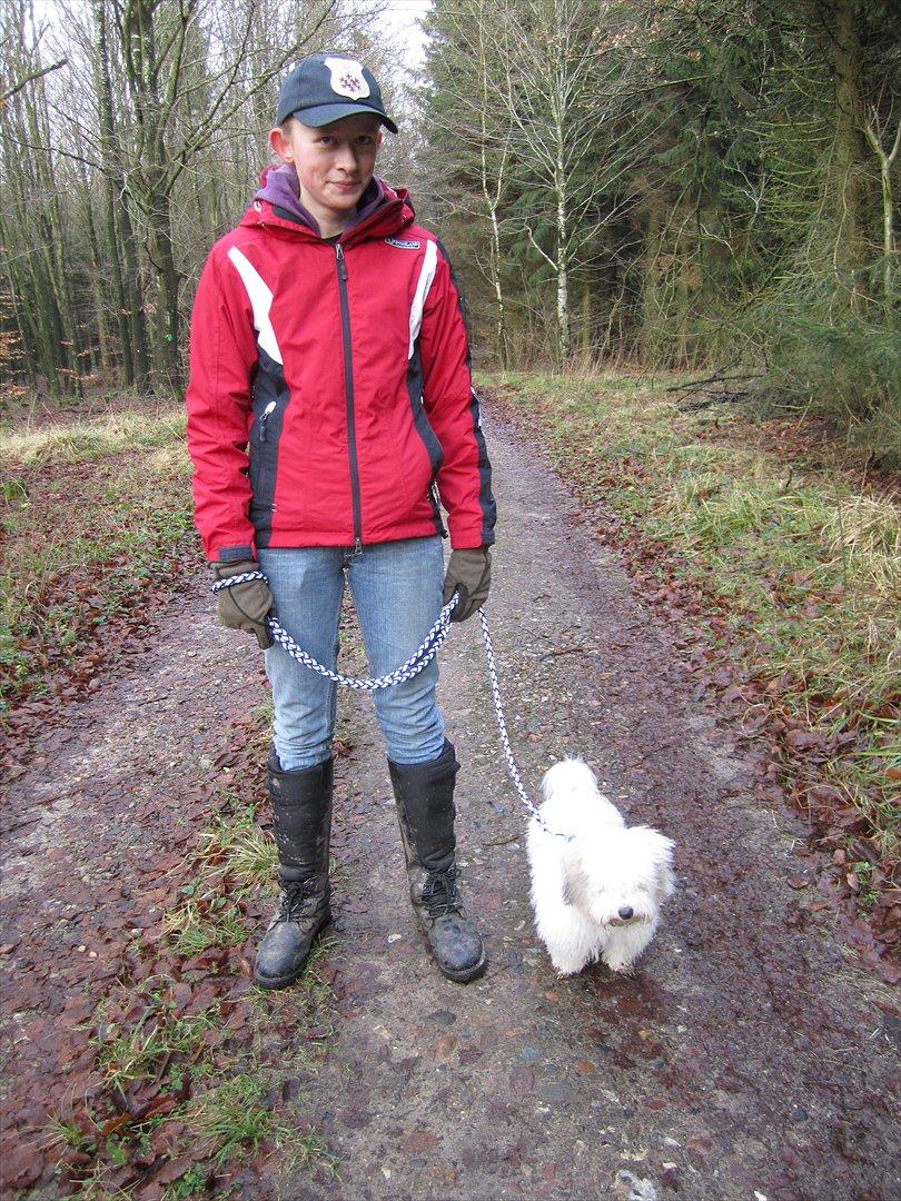 Coton de tulear Balou |Terroristen| billede 3