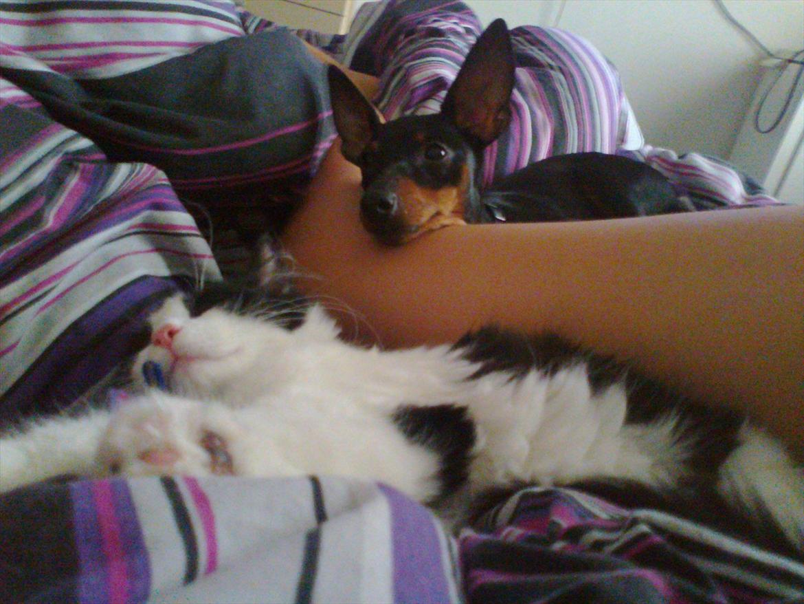 Dvaergpinscher Rødkildes Lucka - Bumle og Lucka putter :) 6 mdr gammel billede 14