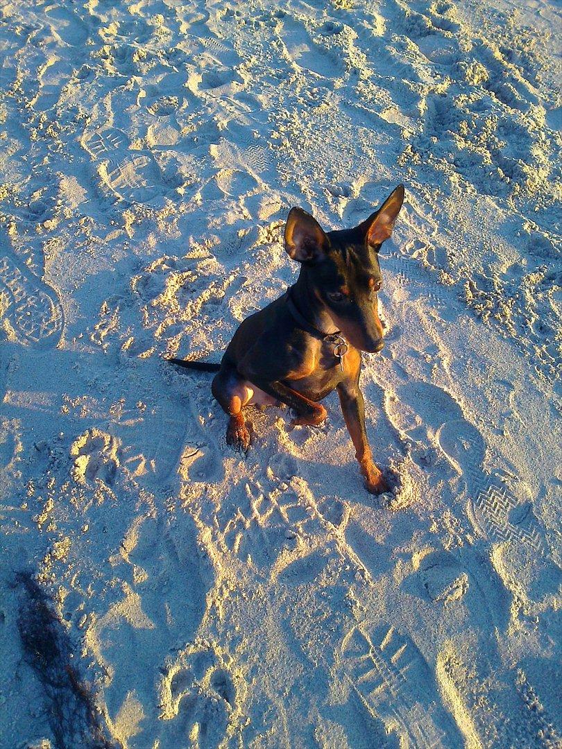 Dvaergpinscher Rødkildes Lucka - Lucka 7 mdr gammel :) på stranden billede 15