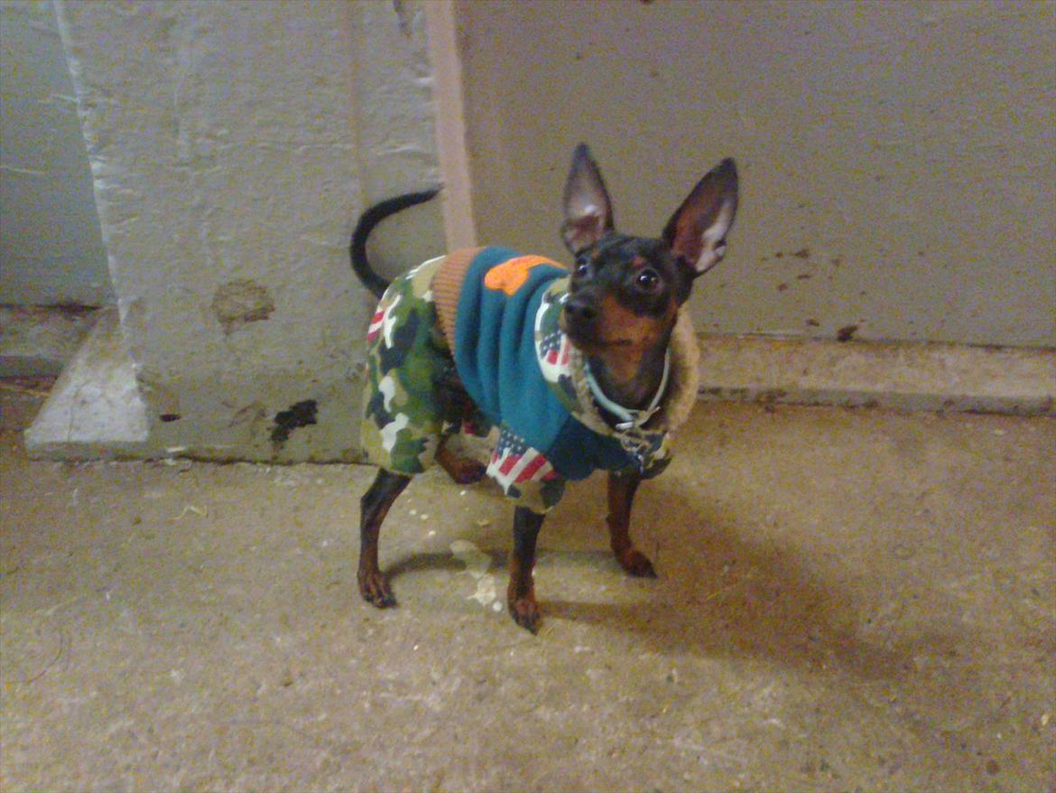 Dvaergpinscher Rødkildes Lucka - Lucka 10 mdr gammel i sin militær vinterjakke  billede 16