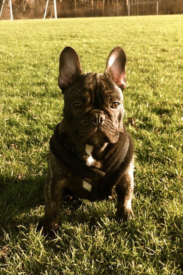 Fransk bulldog Ferdinan "Pumba" - 14.01.2012 billede 17