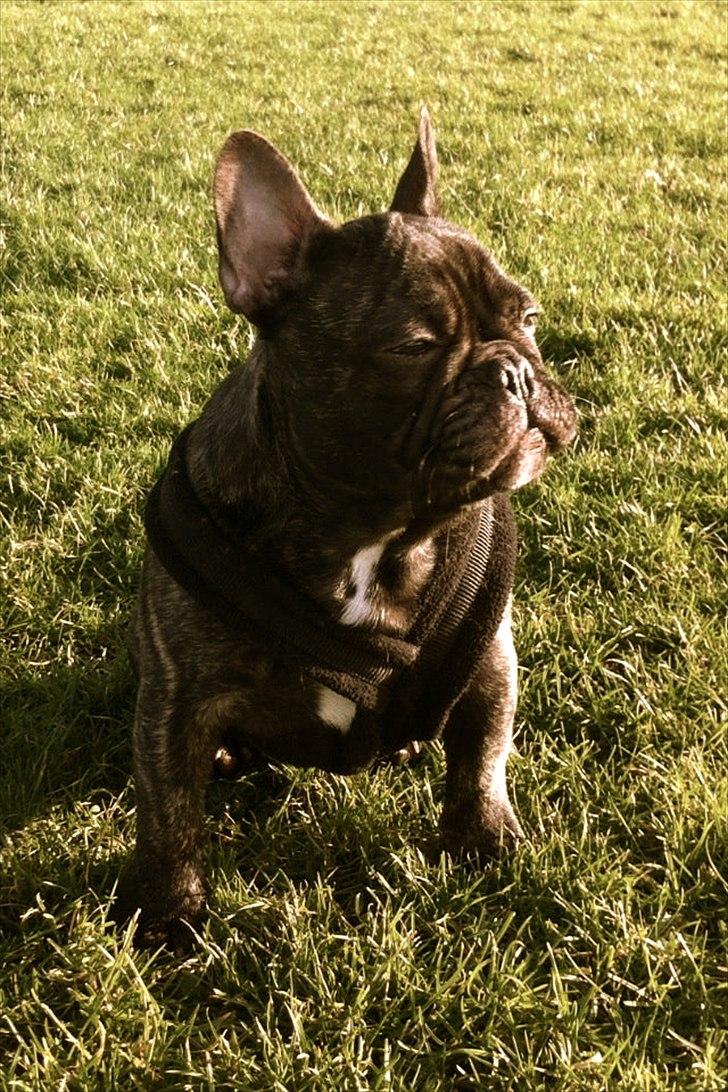 Fransk bulldog Ferdinan "Pumba" - 14.01.2012 Nyder livet.... billede 18