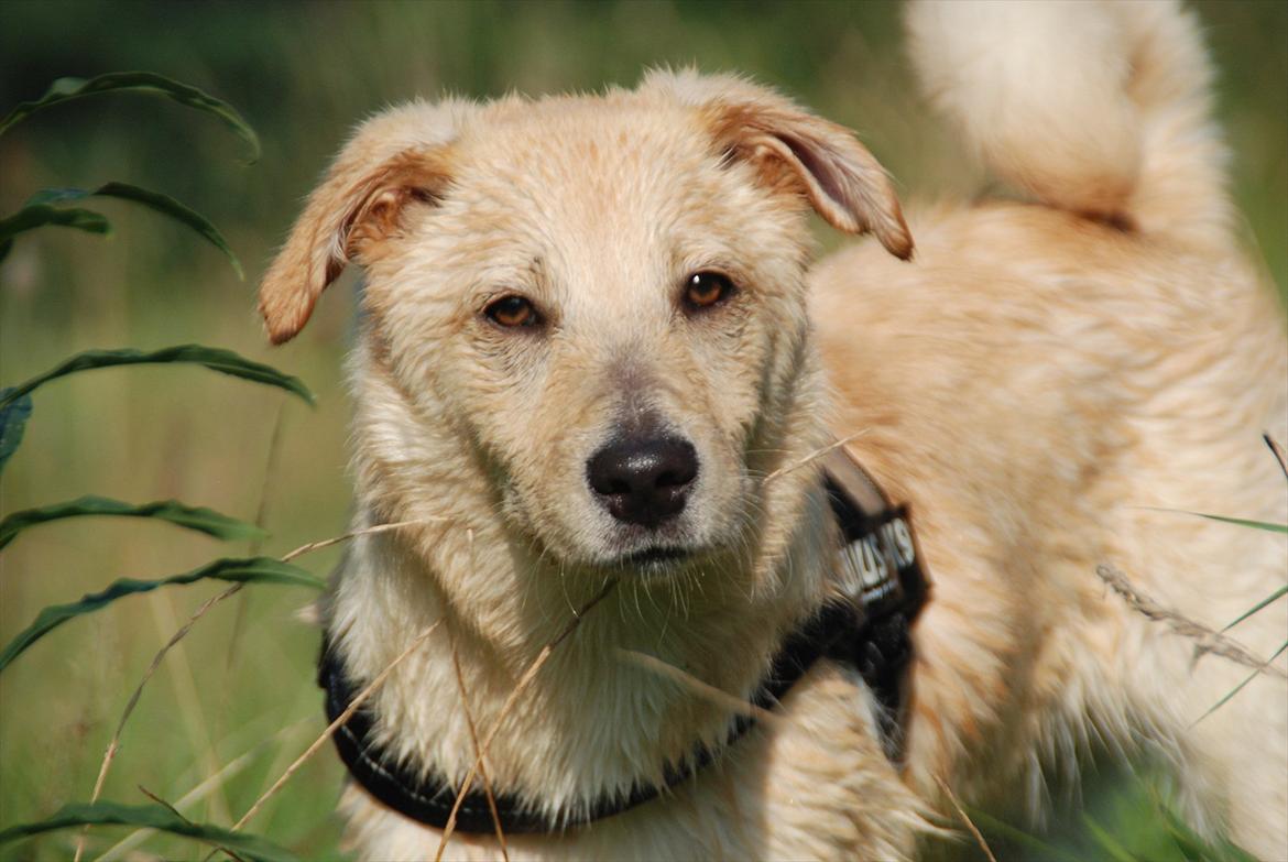 Blanding af racer Bertram billede 7