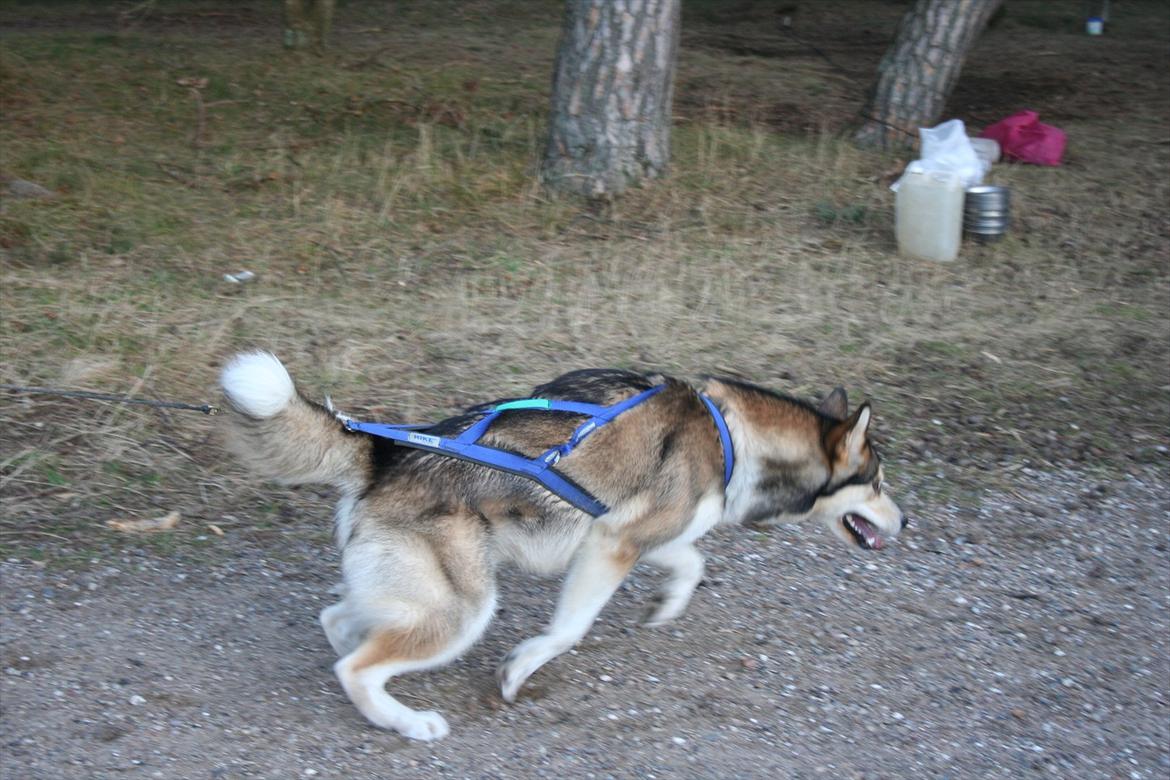 Alaskan malamute Theis - Træning i Tisvilde Hegn. Theis 1½ år på vej ud på en 15 km rute billede 16
