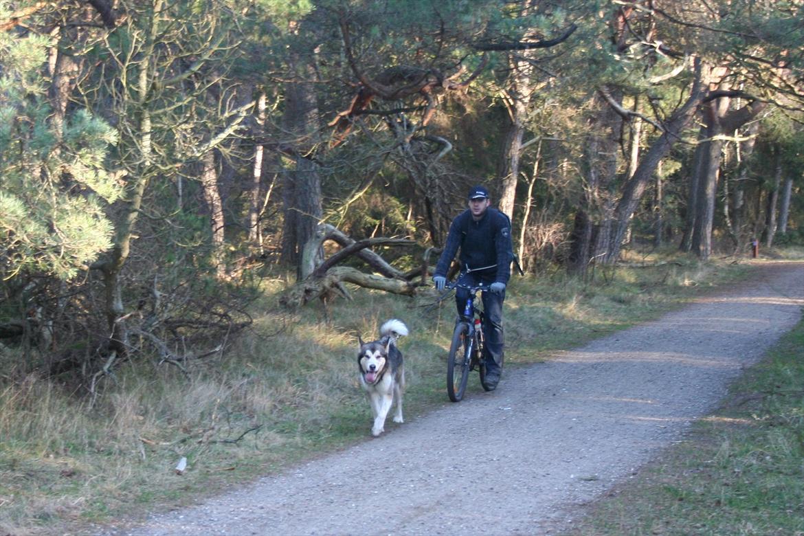 Alaskan malamute Theis - Theis & Far kommer hjem igen efter 15 km billede 17