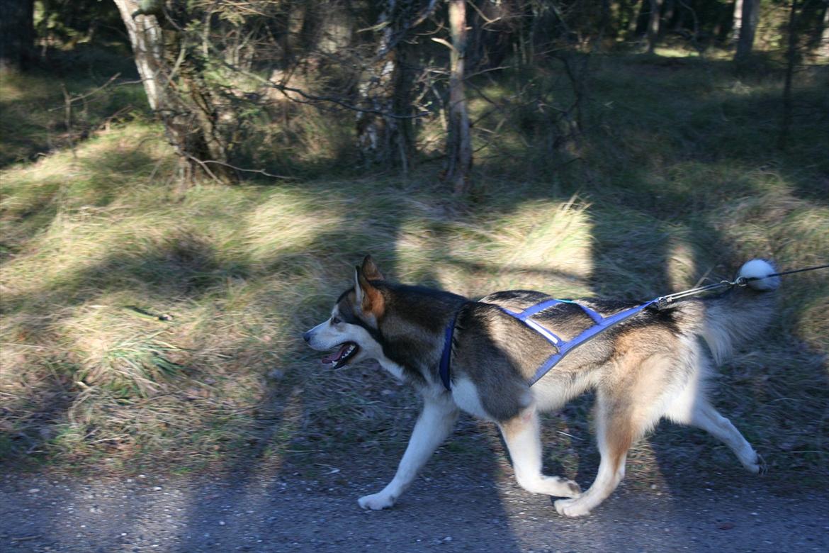 Alaskan malamute Theis - Theis kommer hjem efter 15 km billede 18