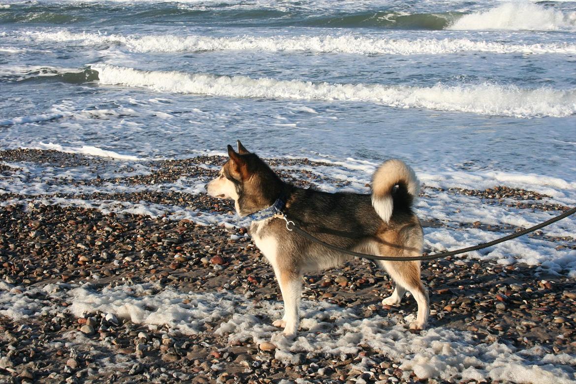 Alaskan malamute Theis - Theis 1½ år. Strandtur efter endt træning i Tisvilde Hegn billede 19