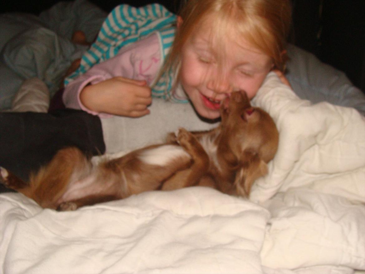 Chihuahua Win Win Pretty Princess billede 1