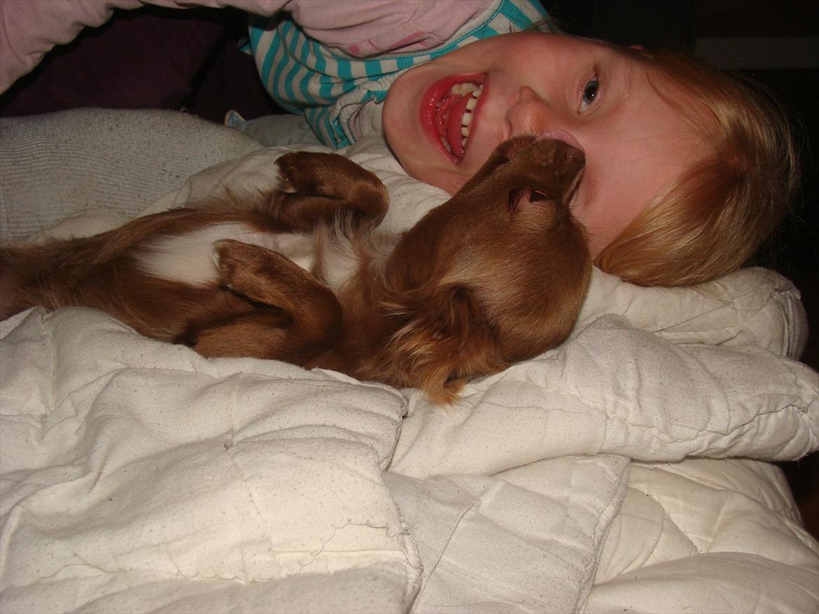 Chihuahua Win Win Pretty Princess billede 2