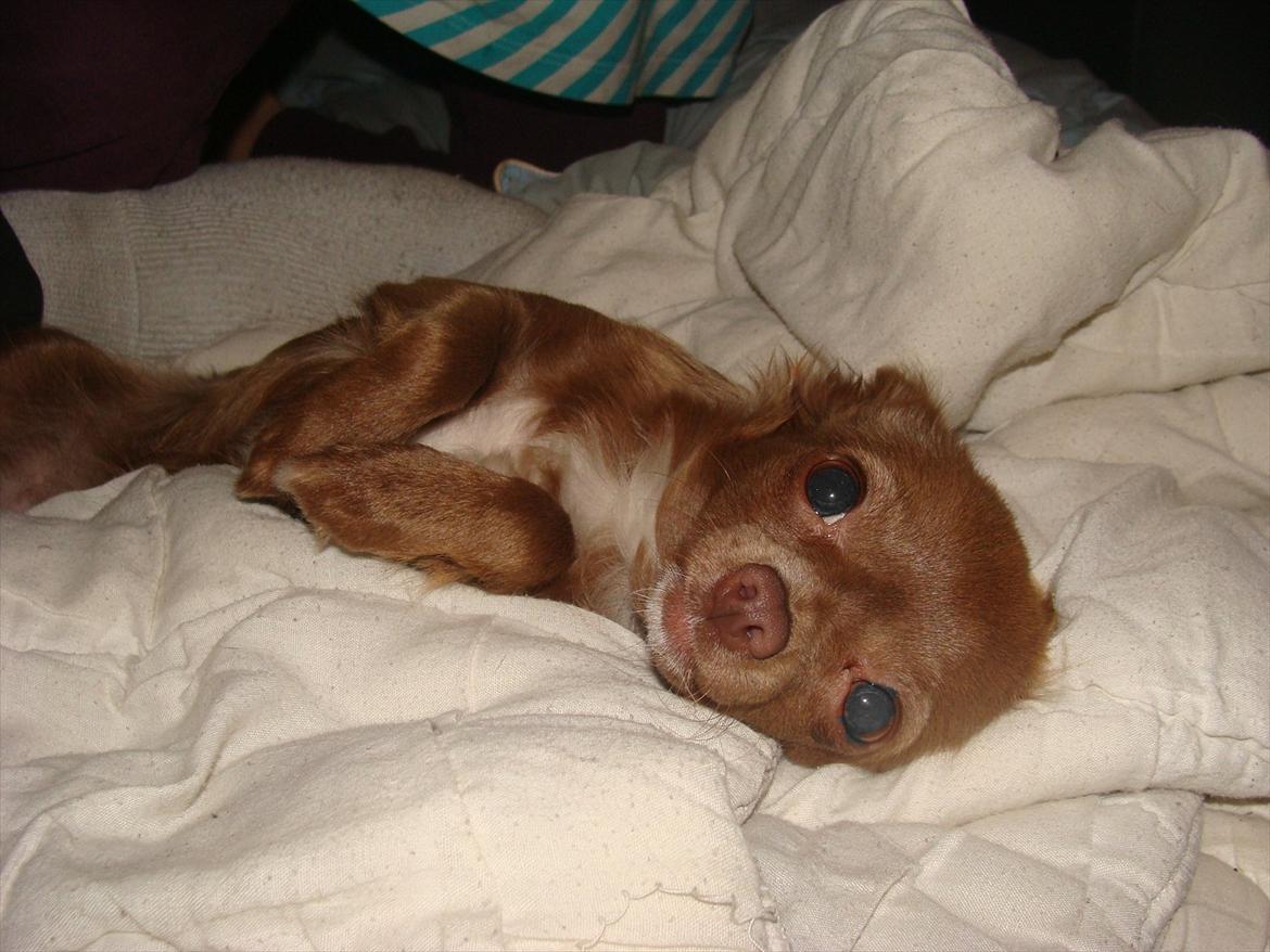 Chihuahua Win Win Pretty Princess billede 3