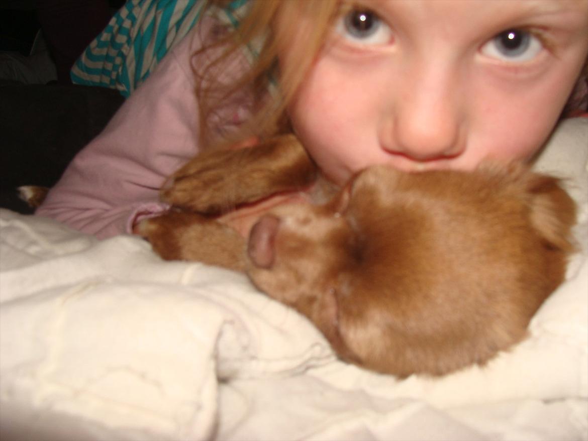 Chihuahua Win Win Pretty Princess billede 4