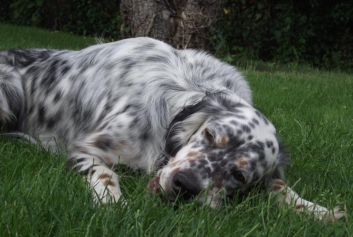 Engelsk setter Louie billede 6