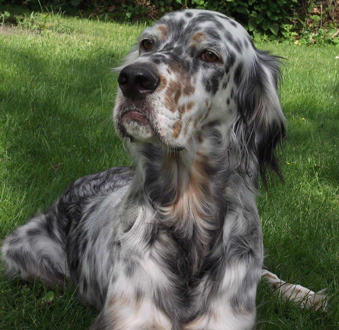 Engelsk setter Louie billede 7
