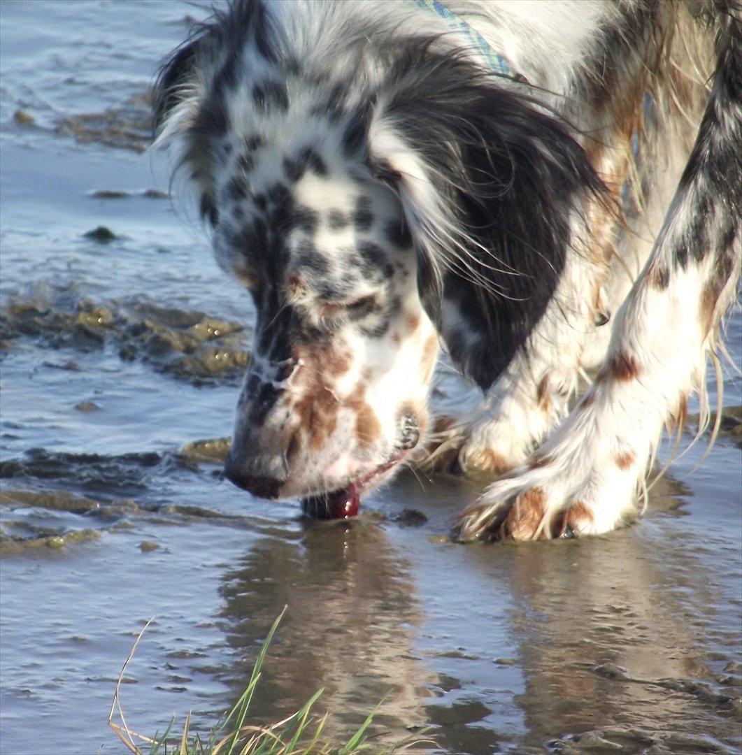 Engelsk setter Louie billede 8
