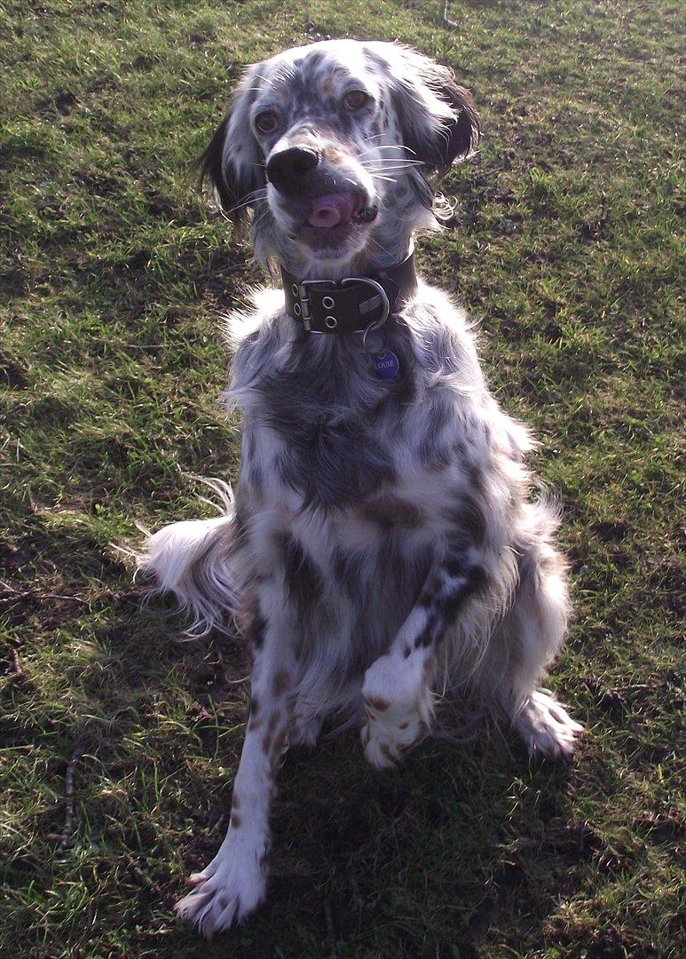 Engelsk setter Louie billede 9