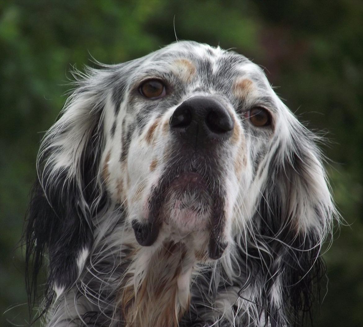 Engelsk setter Louie billede 10