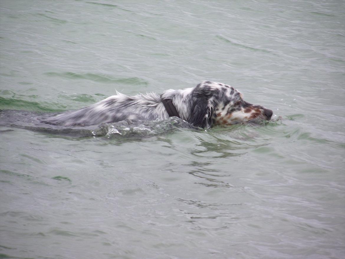 Engelsk setter Louie billede 11