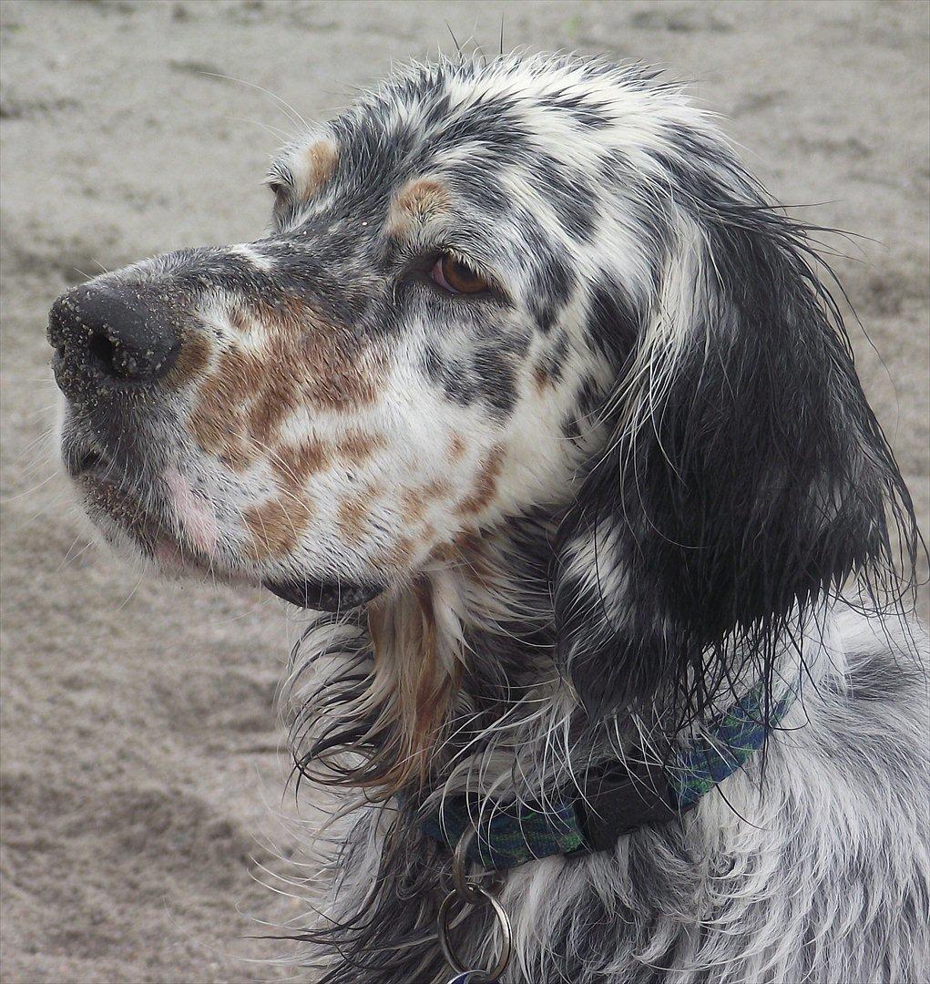 Engelsk setter Louie billede 12
