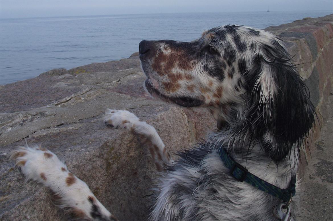 Engelsk setter Louie billede 13