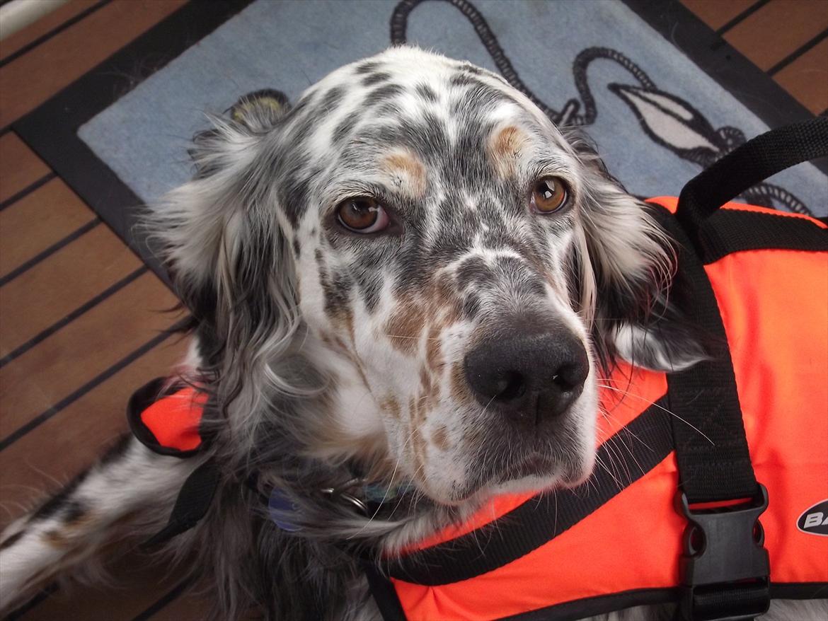 Engelsk setter Louie billede 14