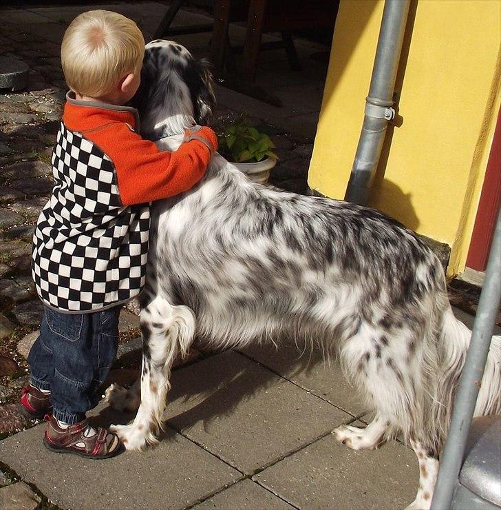 Engelsk setter Louie billede 15