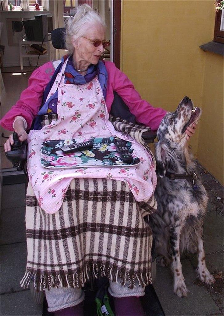 Engelsk setter Louie billede 16