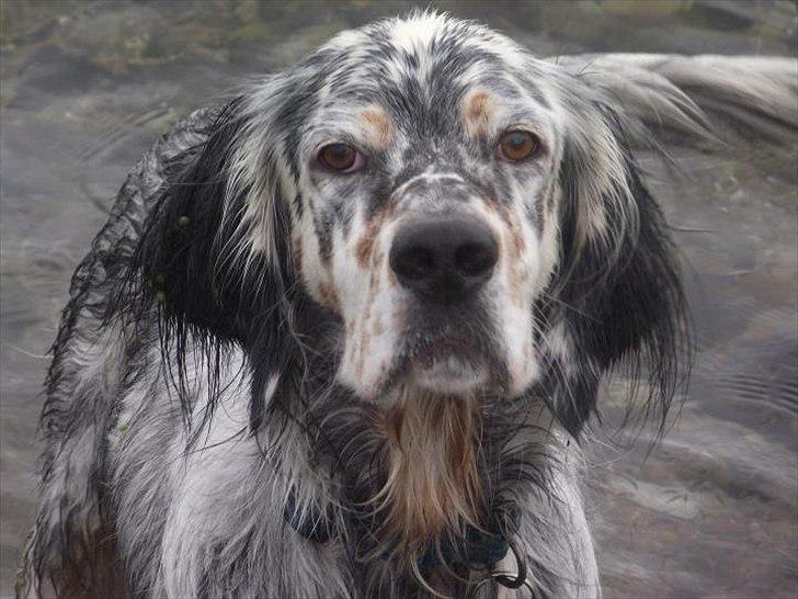 Engelsk setter Louie billede 17