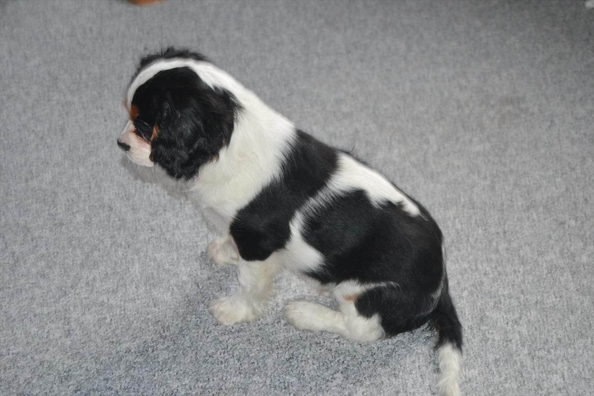 Cavalier king charles spaniel Bosco billede 13