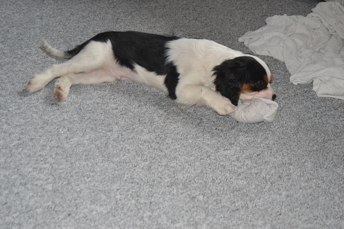 Cavalier king charles spaniel Bosco billede 14