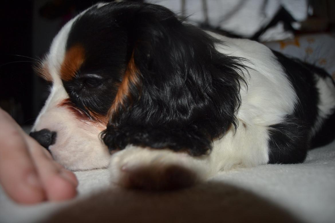 Cavalier king charles spaniel Bosco billede 15