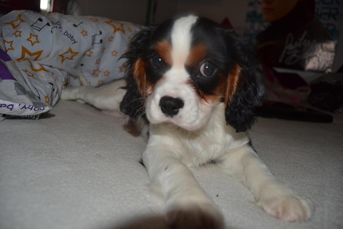 Cavalier king charles spaniel Bosco billede 16