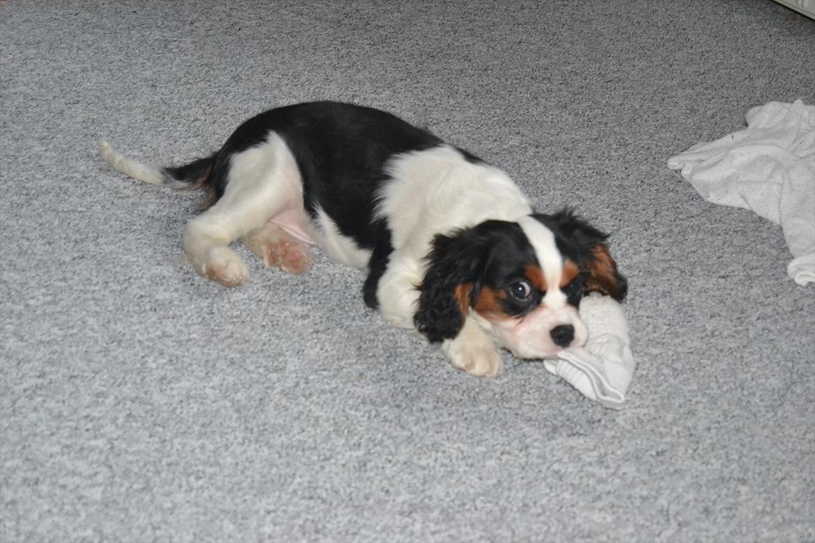 Cavalier king charles spaniel Bosco billede 17