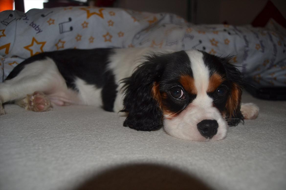 Cavalier king charles spaniel Bosco billede 18