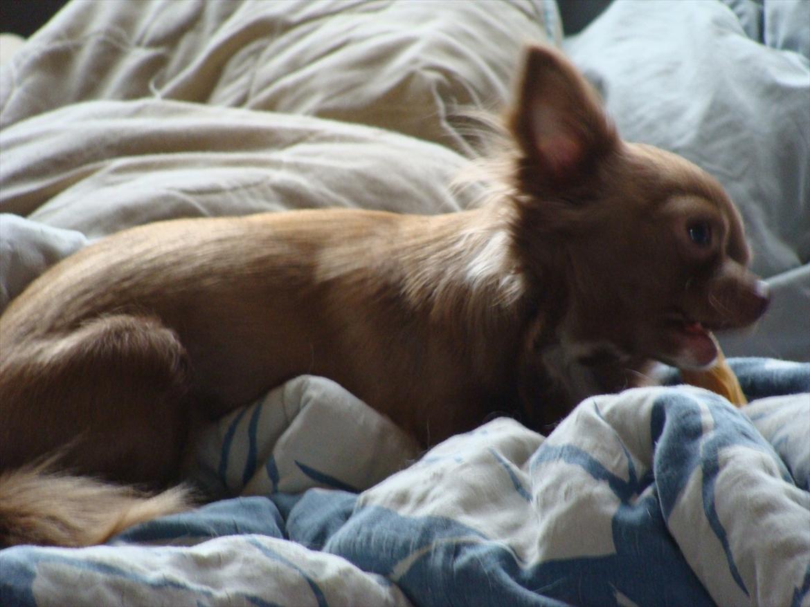 Chihuahua Win Win Pretty Princess billede 6