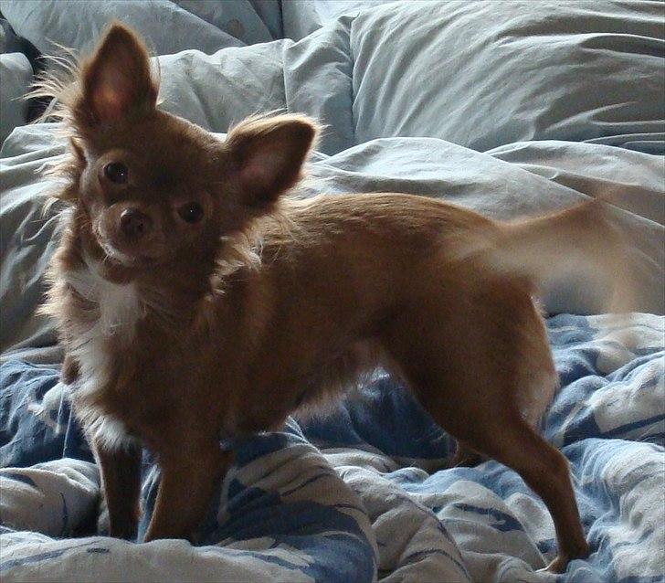 Chihuahua Win Win Pretty Princess billede 7