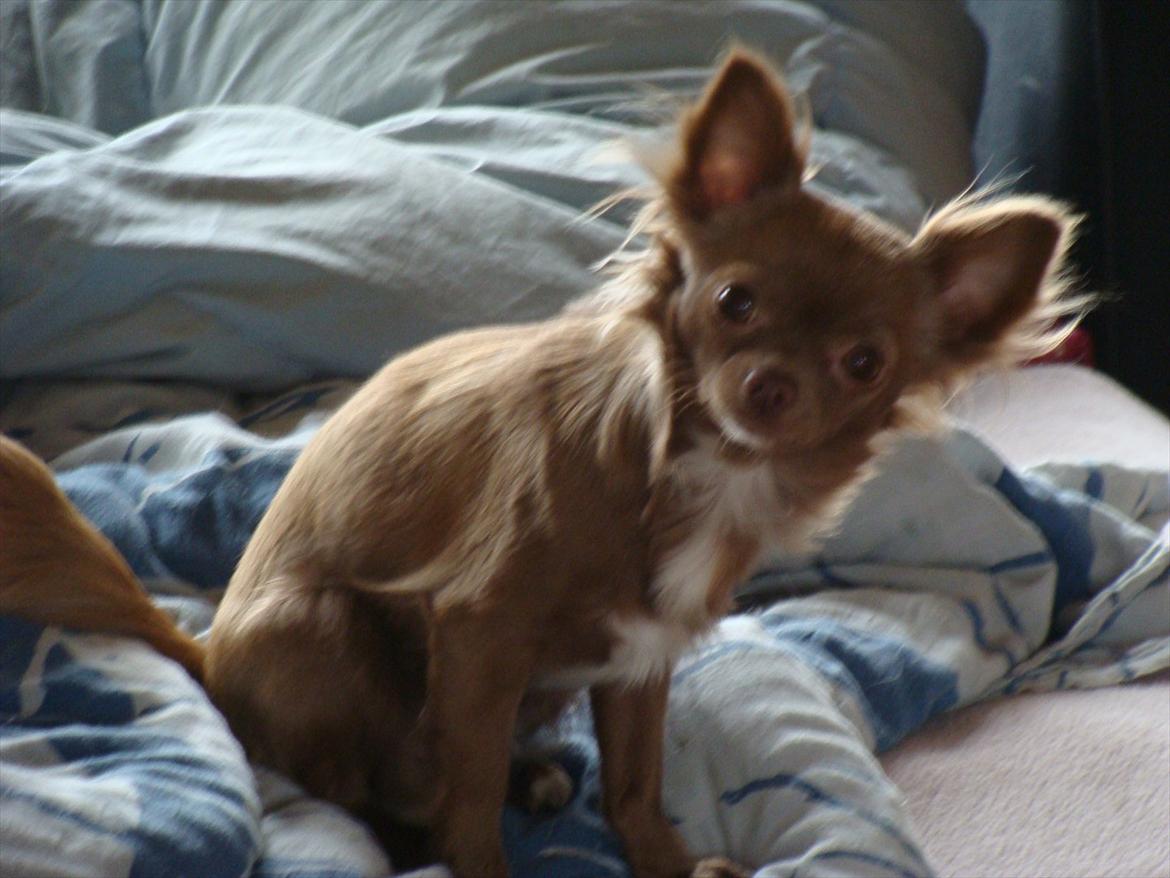 Chihuahua Win Win Pretty Princess billede 8